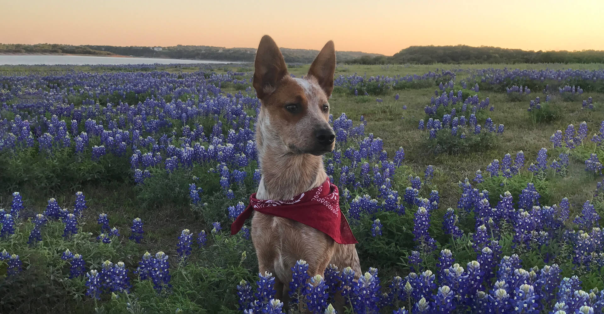 Dripping Springs Texas Veterinarians