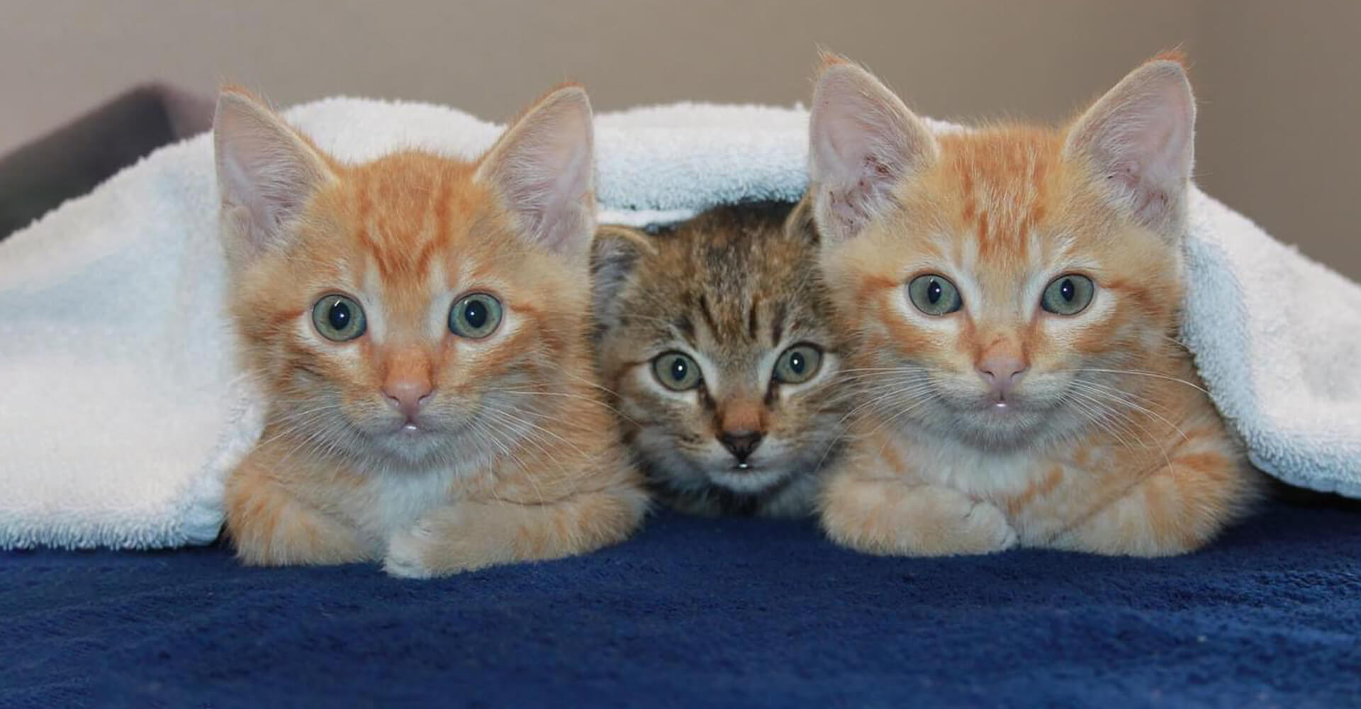 Dripping Springs Texas Veterinarians