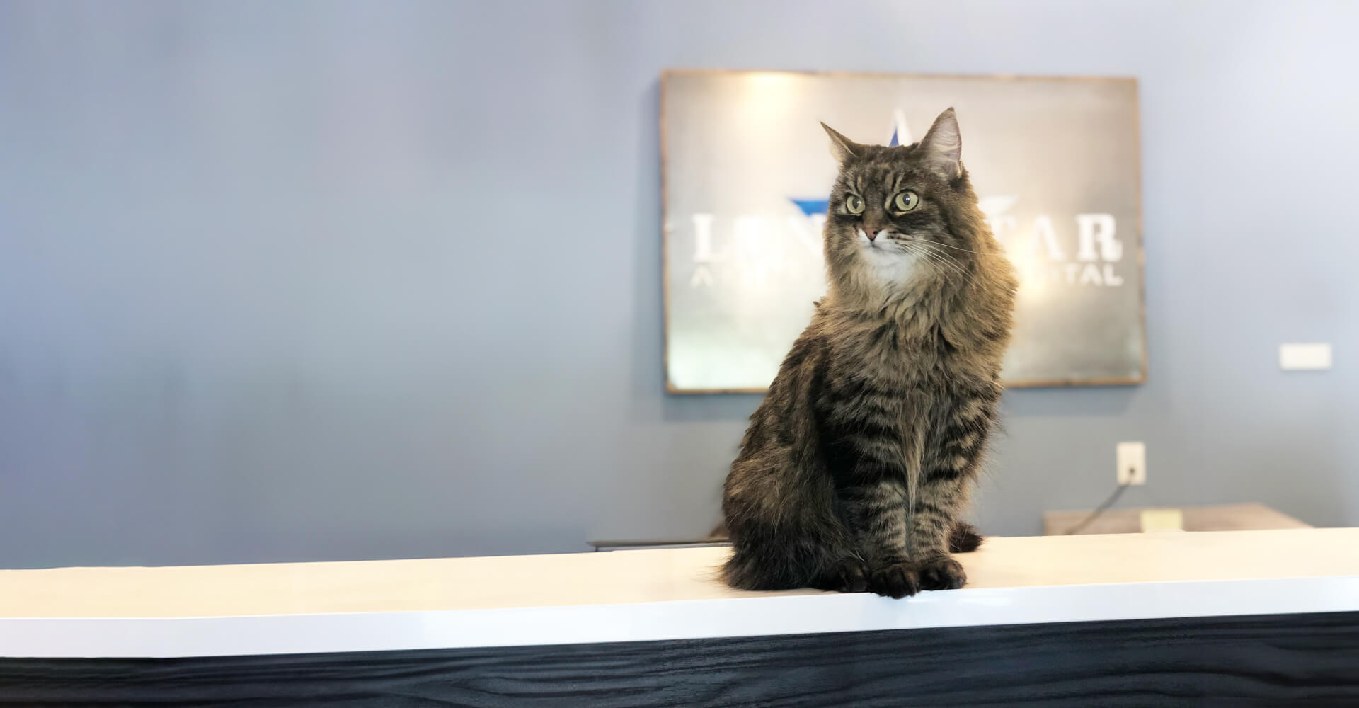 Dripping Springs Texas Veterinarians