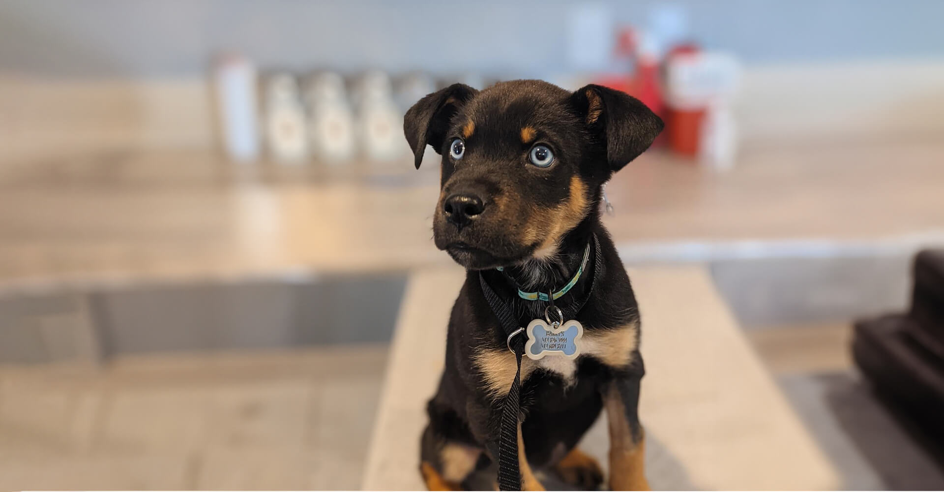 Dripping Springs Texas Veterinarians