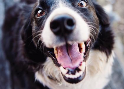 dog dental