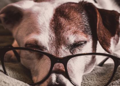 senior dog care senior dog care