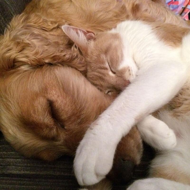 cat and dog acupuncture in dripping springs tx