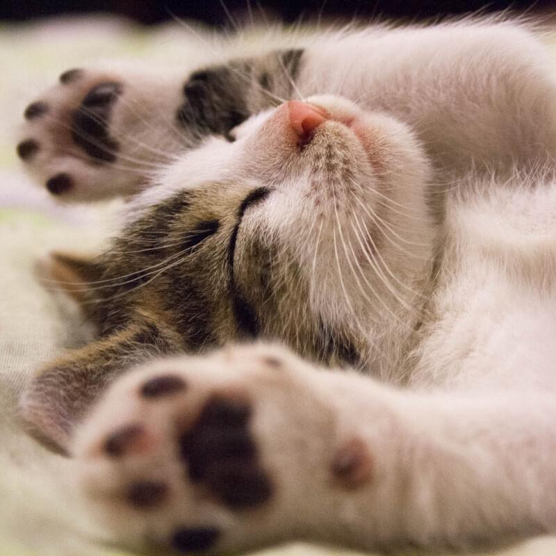 best vet for new kitten texas