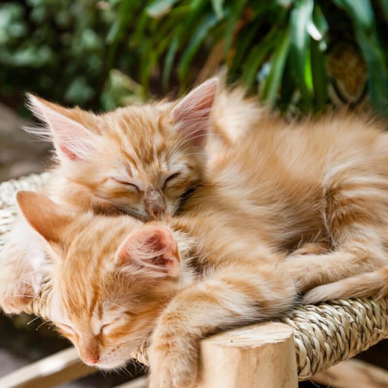 Dripping Springs TX kitten wellness plans