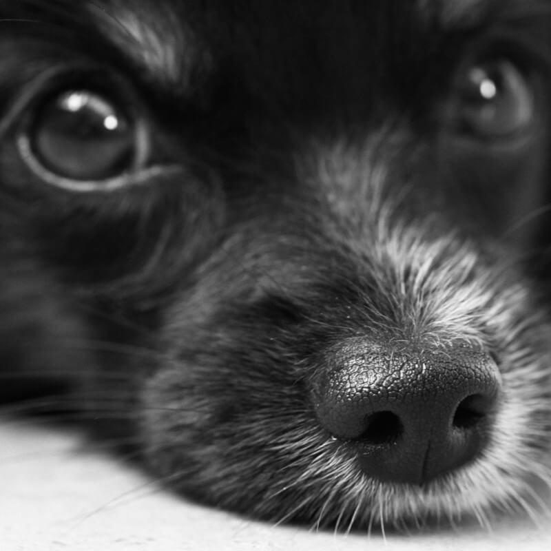 Dog and Cat Dentistry
