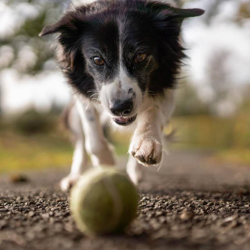 Cat and Dog Preventative Care in Dripping Springs, TX