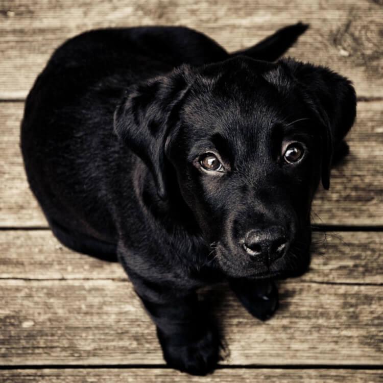 Puppy Wellness Care