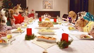 Holiday Dinner Pet Tips