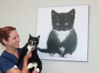 Feline Leukemia Virus (FeLV)