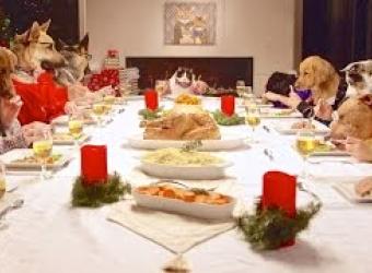 Holiday Pet Tips