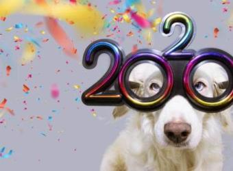 New Year's Resolutions For Your Pets