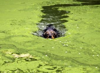 The Rising Concerns with Blue Green Algae and Your Pets