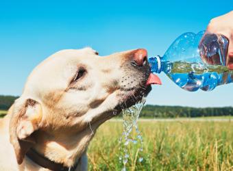 Summer Heat & Your Pets