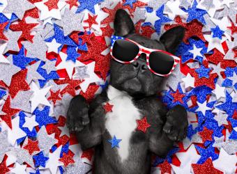 Fourth of July Safety Tips for Pets 