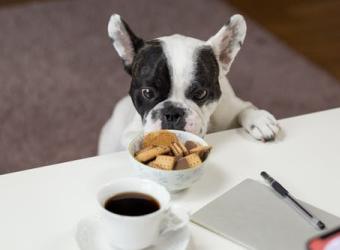 Toxic and Dangerous Foods Your Pets Should Never Eat