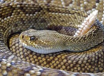 Snakebites - Types of Venomous Snakes in Central Texas